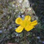 Ranunculus paludosus Fiore
