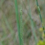 Elytrigia x laxa Fula