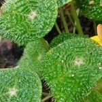 Begonia microsperma Blatt