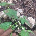 Solanum nigrum Hoja