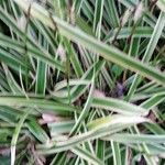 Carex ornithopoda Leaf