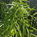 Podocarpus salignus List