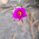 Portulaca pilosa 花