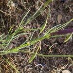 Calochortus splendens ഇല