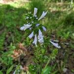 Salvia lyrata Blüte