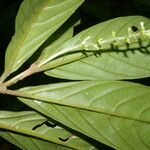 Bertiera bracteosa Leaf