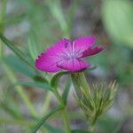 Dianthus scaber Flor