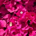 Bougainvillea spp. Blomma