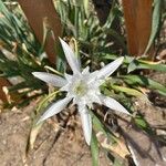 Pancratium maritimumLorea