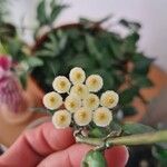 Hoya lacunosa Flower