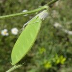 Vicia peregrina Fruto
