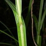 Scleria microcarpa Bark