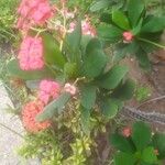 Euphorbia milii برگ