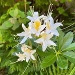 Rhododendron occidentale Floro