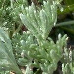 Artemisia glacialis List