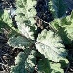 Salvia aethiopis Leaf