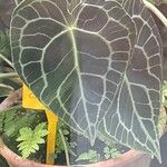 Anthurium clarinervium Leaf