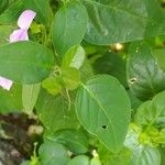 Dicliptera brachiata Leaf