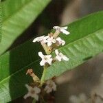 Aloysia triphylla Квітка