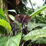 Tacca chantrieri Flower