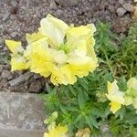 Antirrhinum latifoliumBlüte