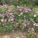 Erigeron glaucus Habit