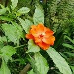 Pereskia bleo Flor
