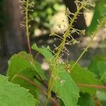 Acer spicatum Blüte