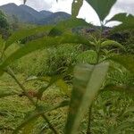 Persicaria senegalensis Folha