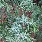 Juniperus oxycedrusFrunză