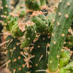 Opuntia maxima Fruct