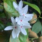 Kopsia singapurensis Flor