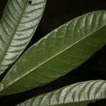 Duguetia eximia Hoja