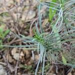 Plantago sempervirens Leaf