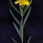 Aspilia foliosa Virág