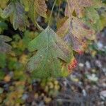 Crataegus monogyna Leaf