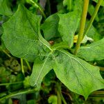 Gerbera jamesonii Leaf