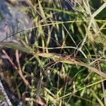 Eragrostis spectabilis Leaf