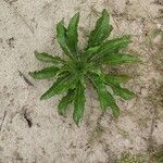 Lactuca virosa Foglia