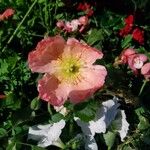 Papaver croceum Fleur
