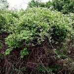 Stomatostemma monteiroae Habitus