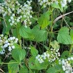 Ageratina altissimaFeuille