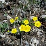 Ranunculus hybridus 花
