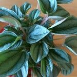 Peperomia albovittata Ліст