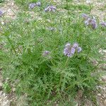 Phacelia tanacetifolia Habit