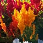 Celosia argentea Hábito