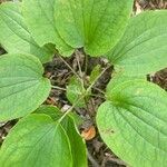 Dioscorea villosa Leaf