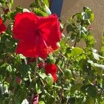 Hibiscus fragilisBlüte