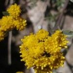 Artemisia glacialis Flower