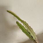 Rhipsalis elliptica Blad